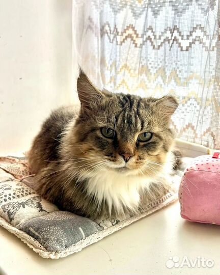 Котик в добрые руки