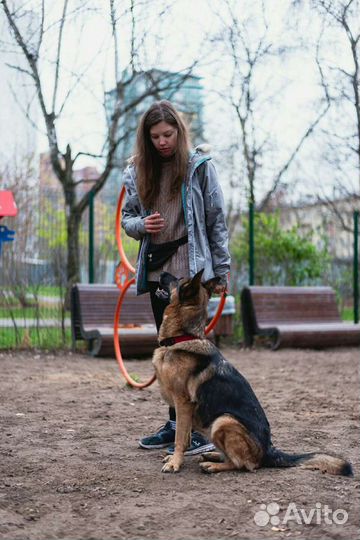 Кинолог Дрессировка собак