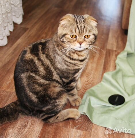 Вязка с шотландским вислоухим котом объявление продам
