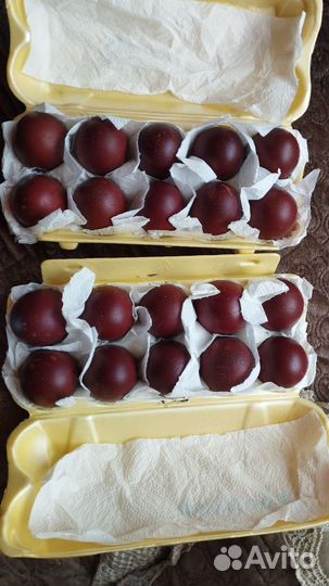 Шёлковые куры, америка, маран