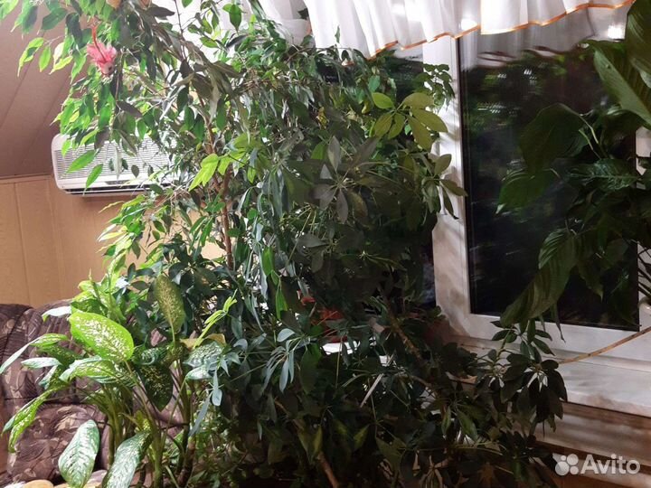 Растения для флоры в доме