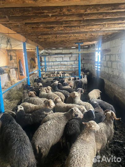 Племенные Бараны