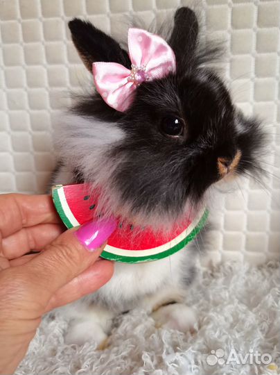 Карликовые кролики