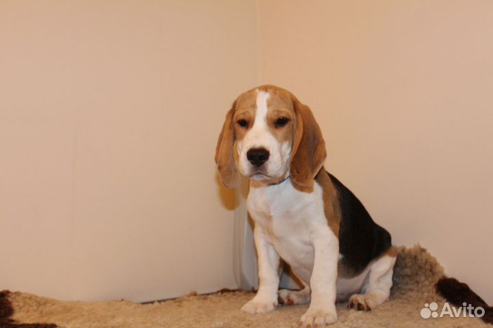 Щенок бигль