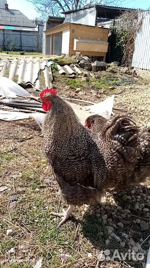 Орпингтон яйцо, цыплята