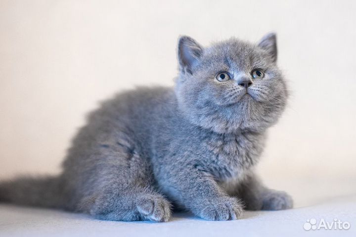 Британский котенок Лида 1,5 месяца (девочка)