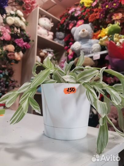 Комнатные растения