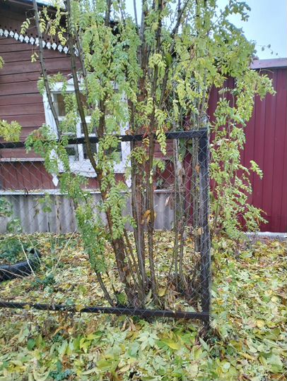 Дом 53 м² на участке 6,4 сот.