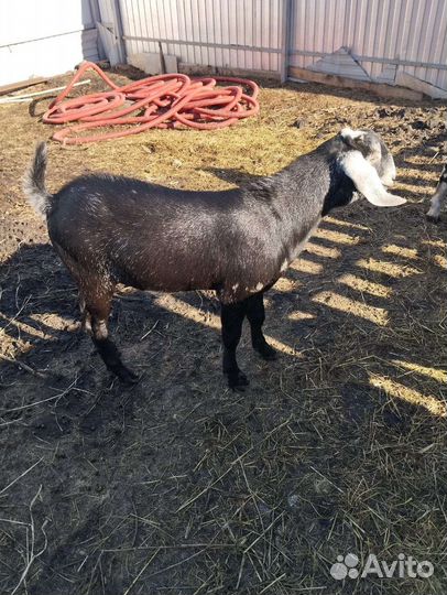 Козлы, козы