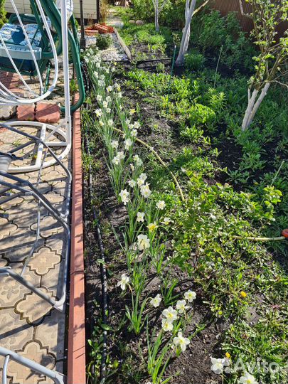 Нарцысы луковицы