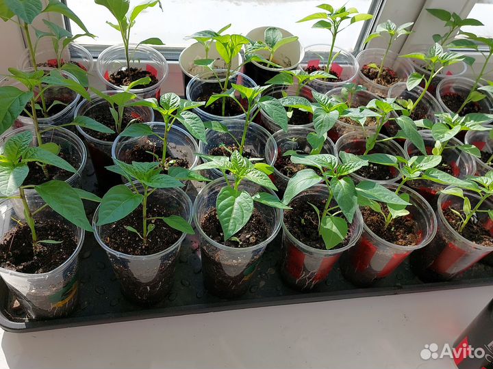 Рассада перца