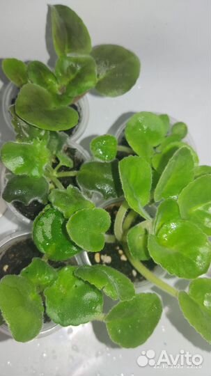 Детки сортовых фиалок