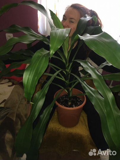 Пальма - драцена