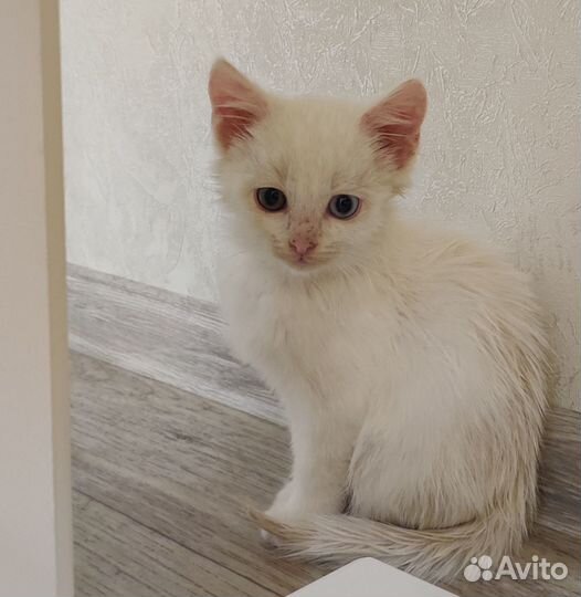 Кошка в дар бесплатно