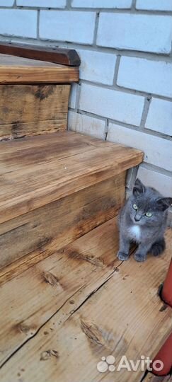 Котёнок девочка