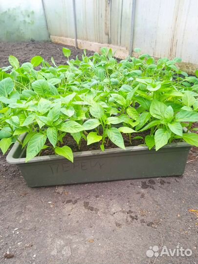 Рассада капусты, помидоры