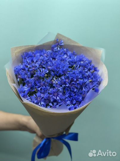 Васильки цветы