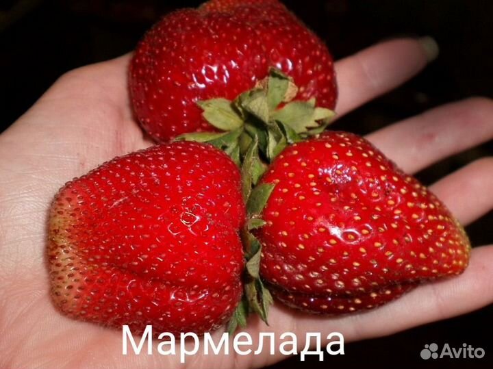 Рассада Клубника