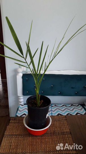 Финиковая пальма