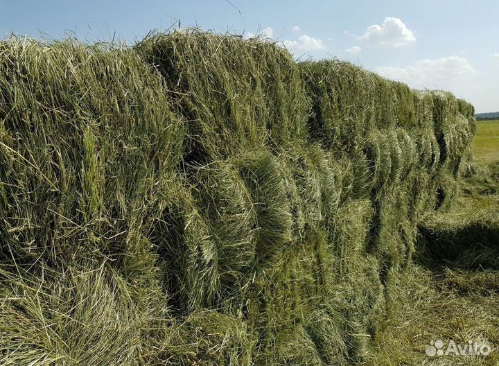 Сено в тюках
