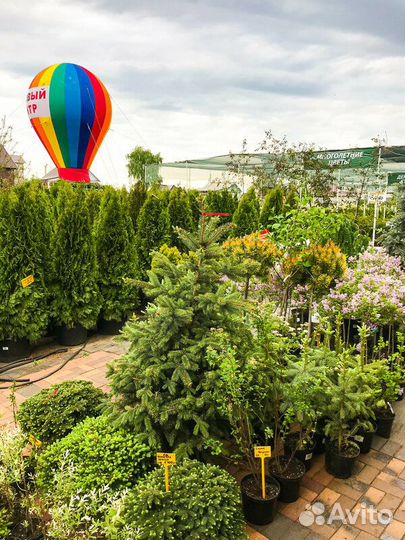 Хвойные деревья и кустарники