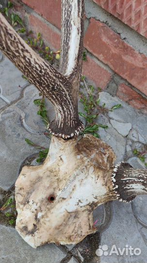 Рога оленьи