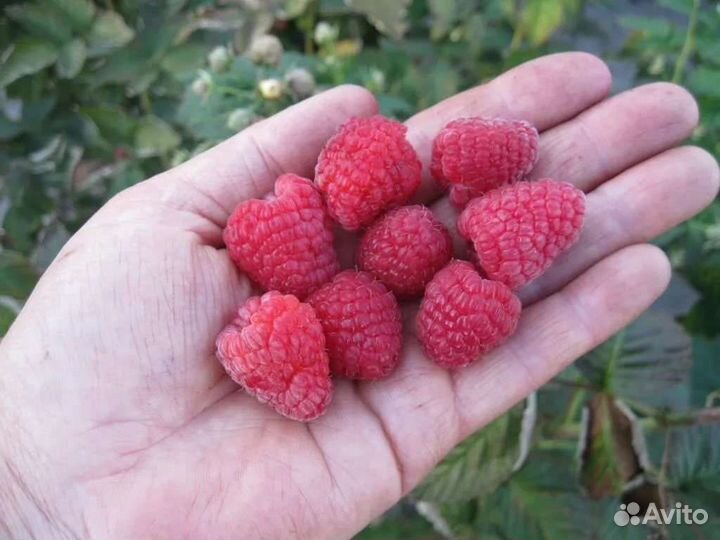 Малина саженцы разные сорта