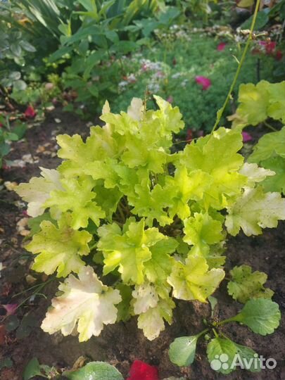 Цветы садовые разные