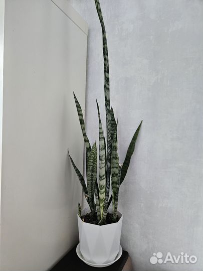 Сансевиерия