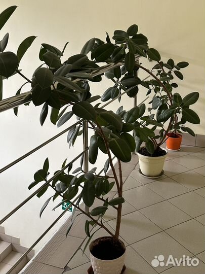 Фикус эластика абиджан