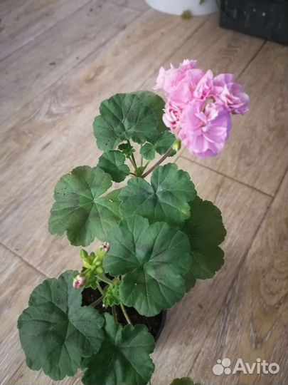 Пеларгония герань