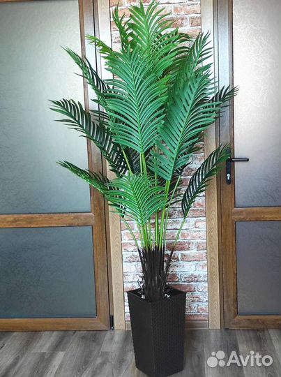 Пальма Арека