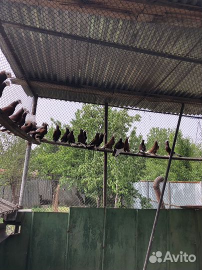 Продажа голубей