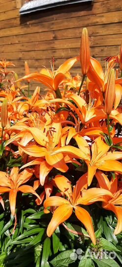 Лилии луковицы