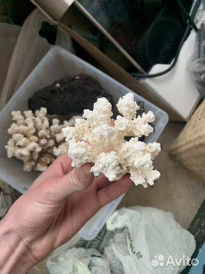 Натуральные кораллы и камни Комплект