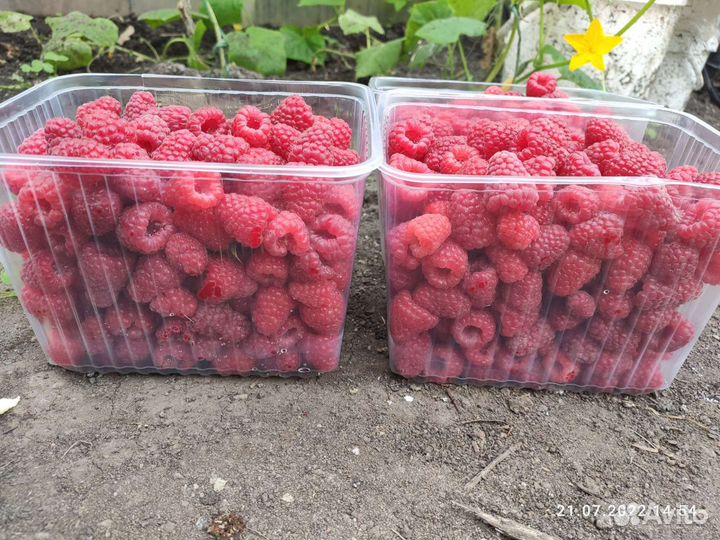 Малина домашняя