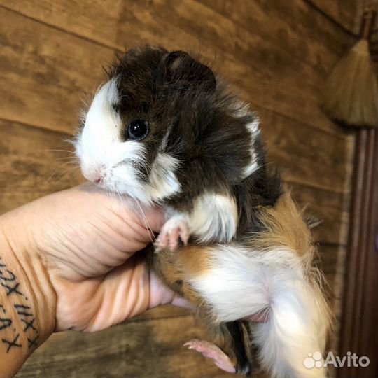 Морские свинки.Малыши.Перуанские.Девочки