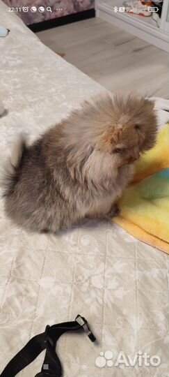 Померанский шпиц мини девочка