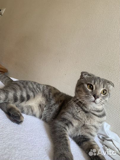 Британский кот вязка