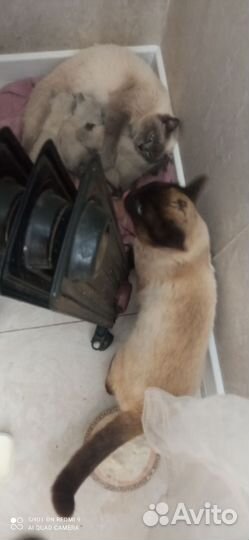 Кошка