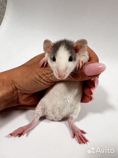 Крыса дамбо мальчик