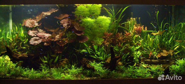 Обслуживание аквариумов