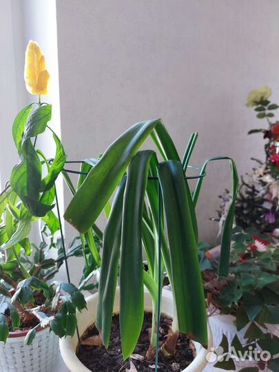 Пахистасис - редкое комнатное растение