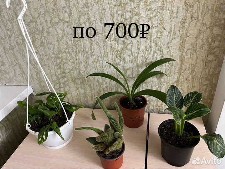 Домашние цветы