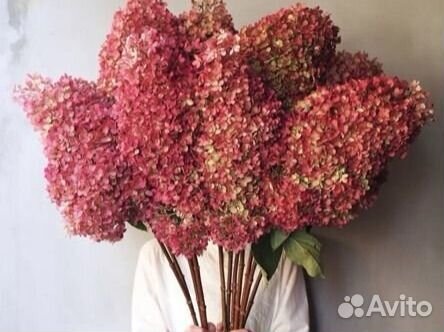 Гортензия метельчатая Котон крим, Фрайз мельба