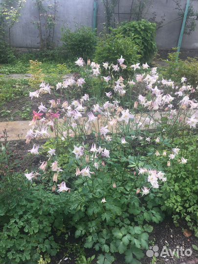 Садовые цветы