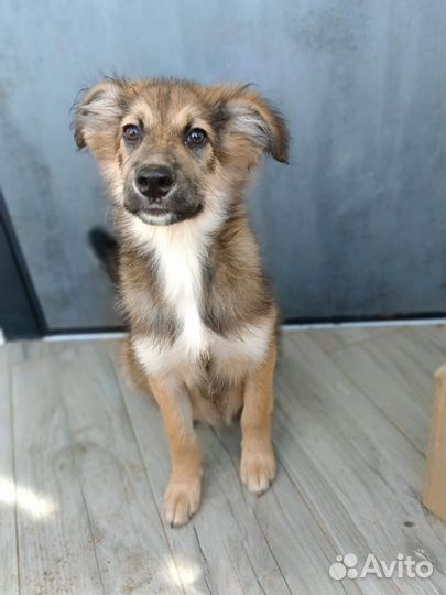 Щенулька-кроха 3 мес в добрые ручки