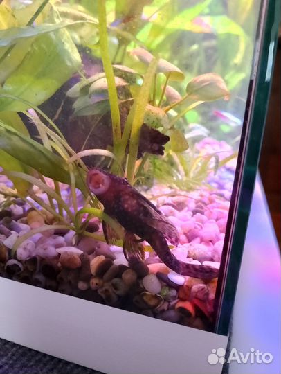 Аквариумные рыбки и растения