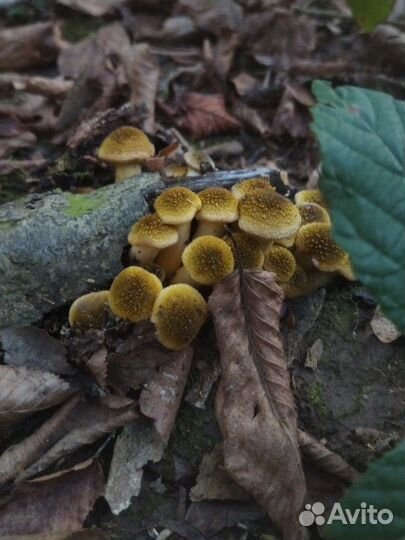 Грибной тур в Сочи