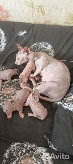 Канадский сфинкс котенок